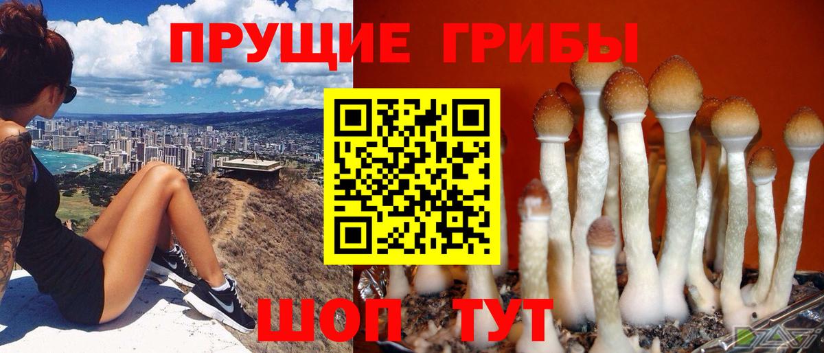 Псилоцибиновые грибы Psilocybine cubensis  Вход с VPN  Псилоцибиновые грибы мухоморы  Дедовск 